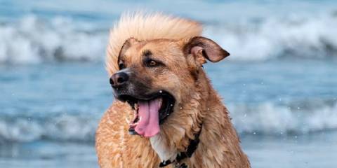 are dogs allowed on beaches in obx